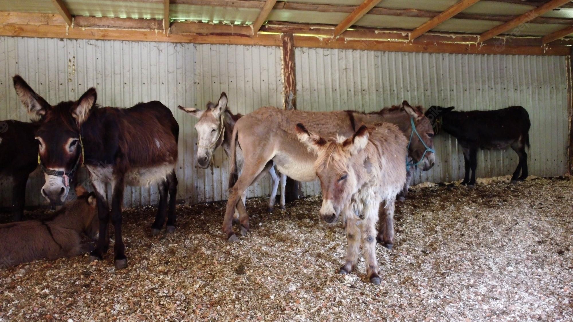 Additional Stable Facility