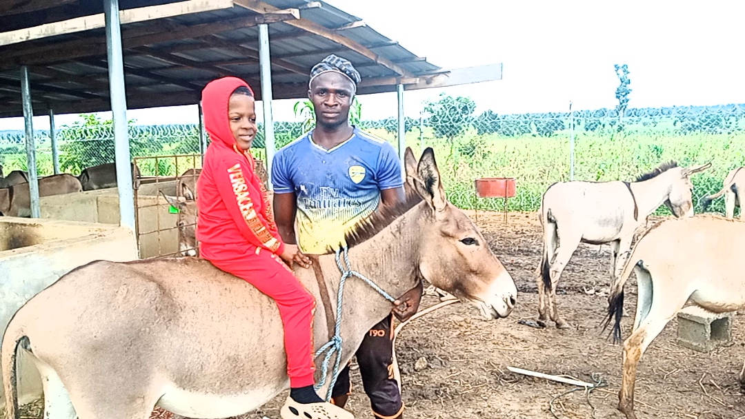 Gentle Donkey Ride Area