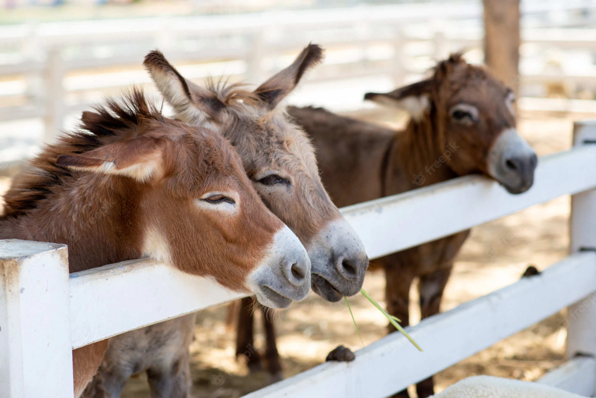 The Donkey Stable